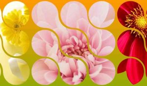 murales fiori mostrami